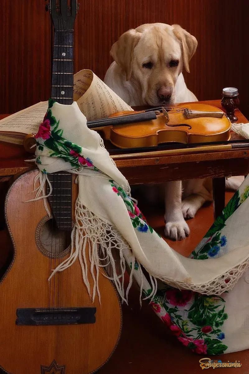 Последний слушатель