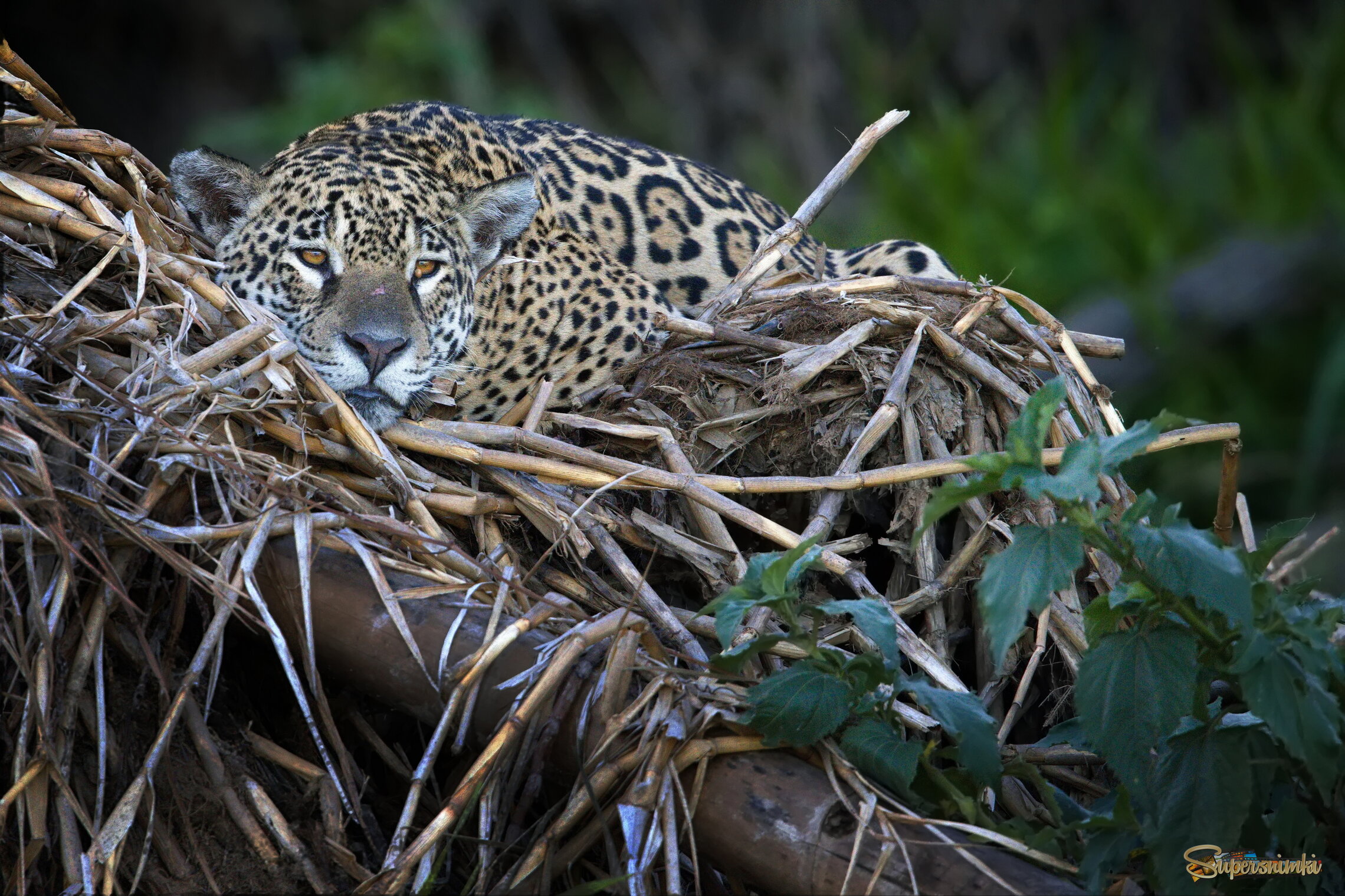 Умиротворение