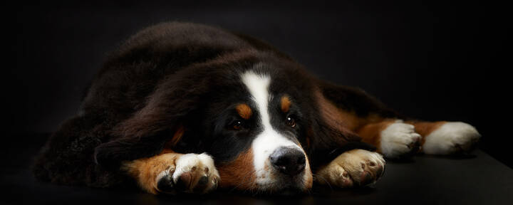 Berneński pies pasterski