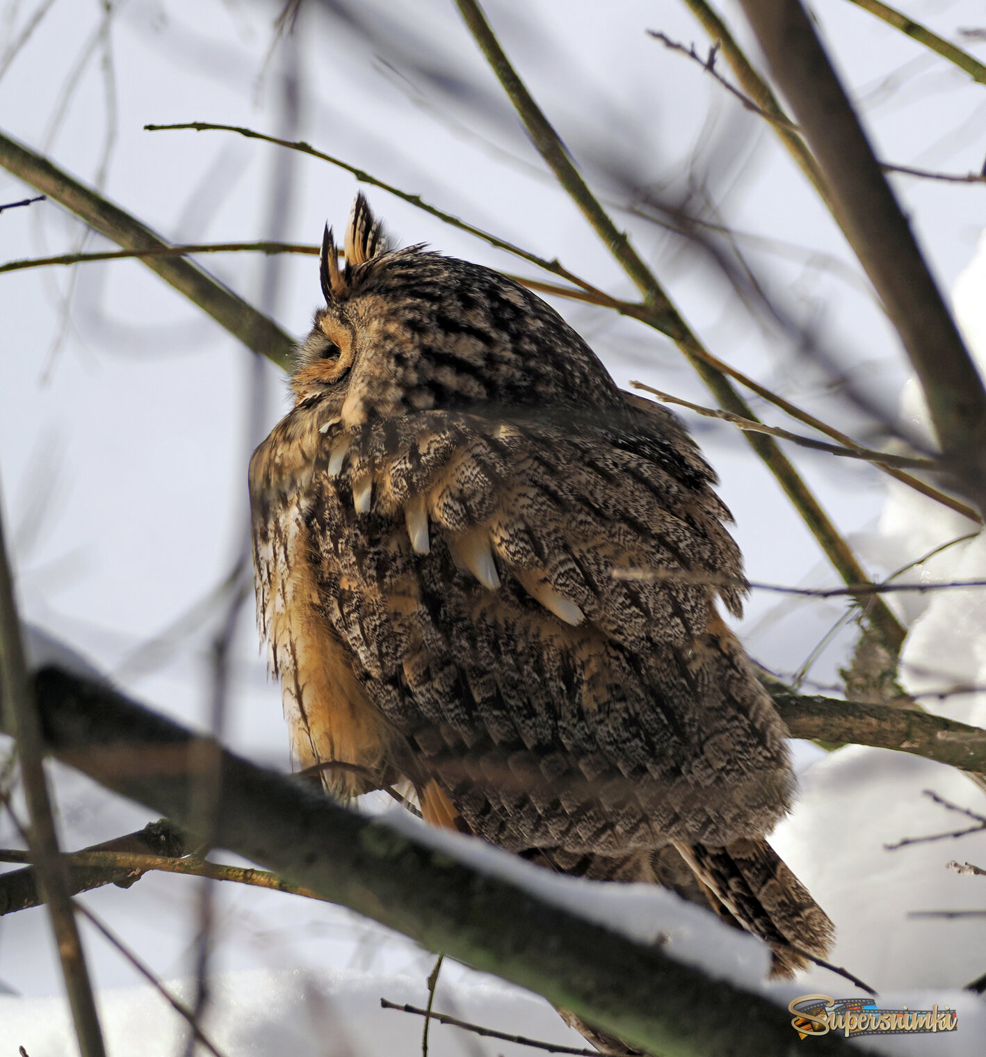 Ушастая сова.