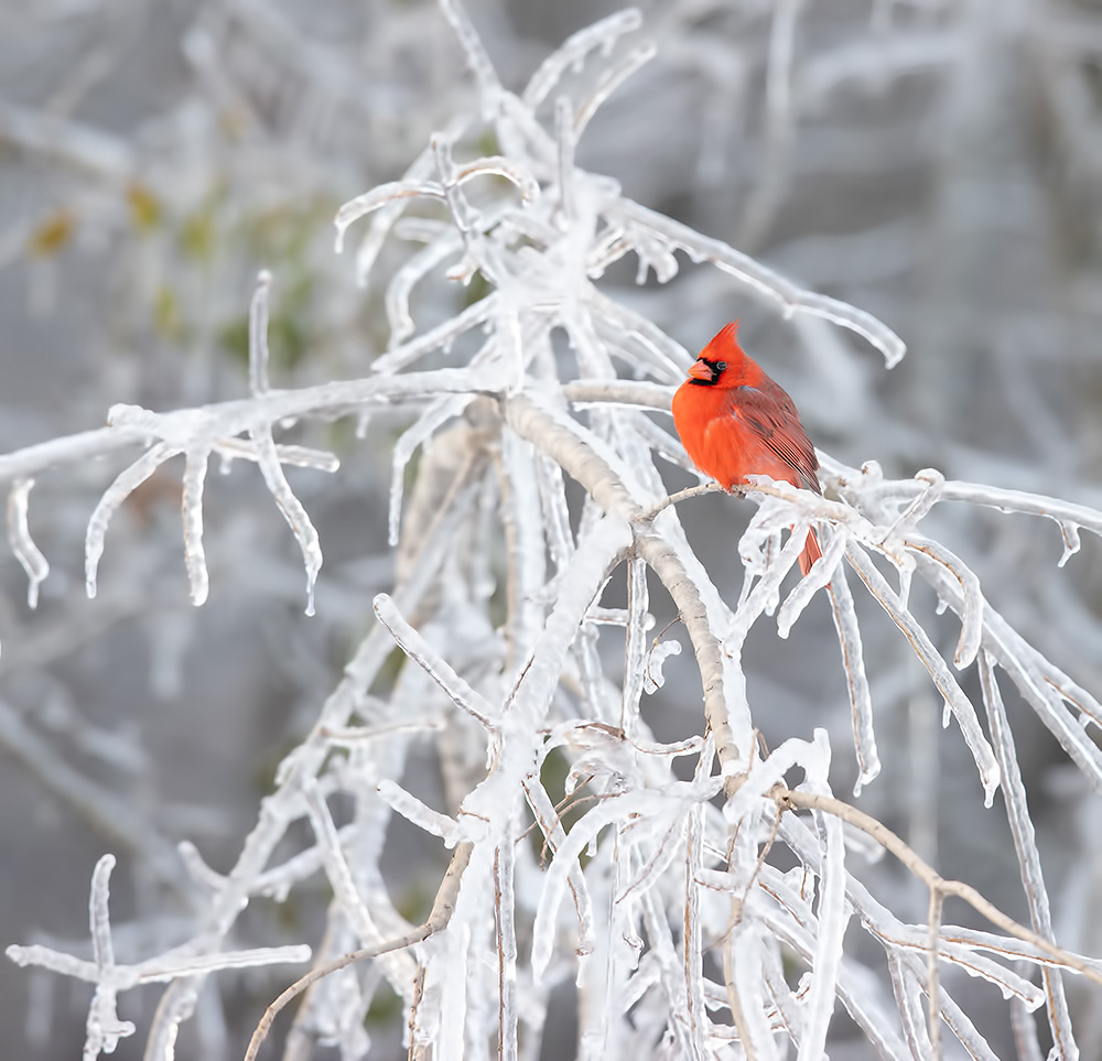 Красный кардинал в Ледяной Дождь-  Northern Cardinal in the freezing rain