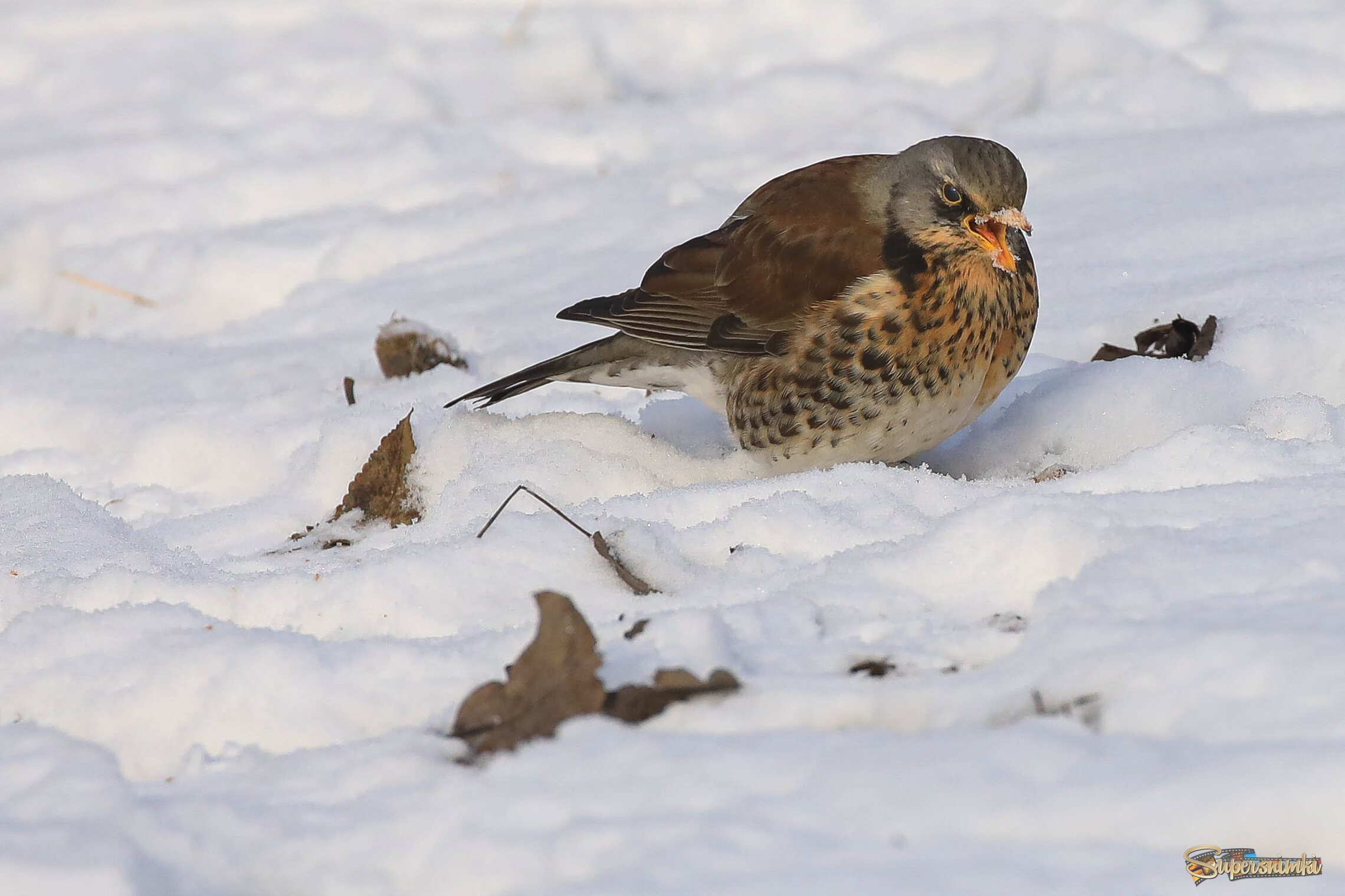 Вкусный снег попался!