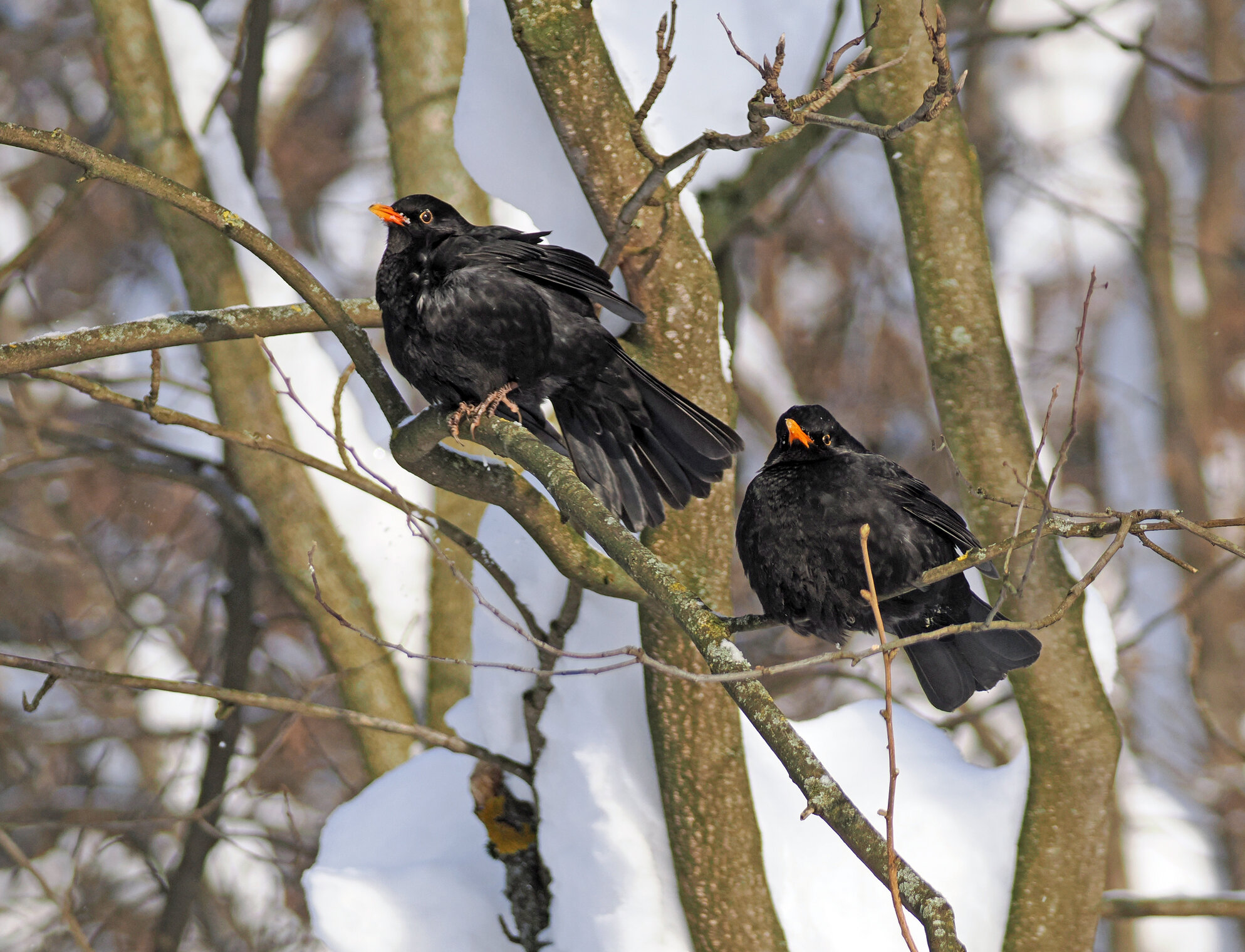 Два чёрных дрозда, самцов.