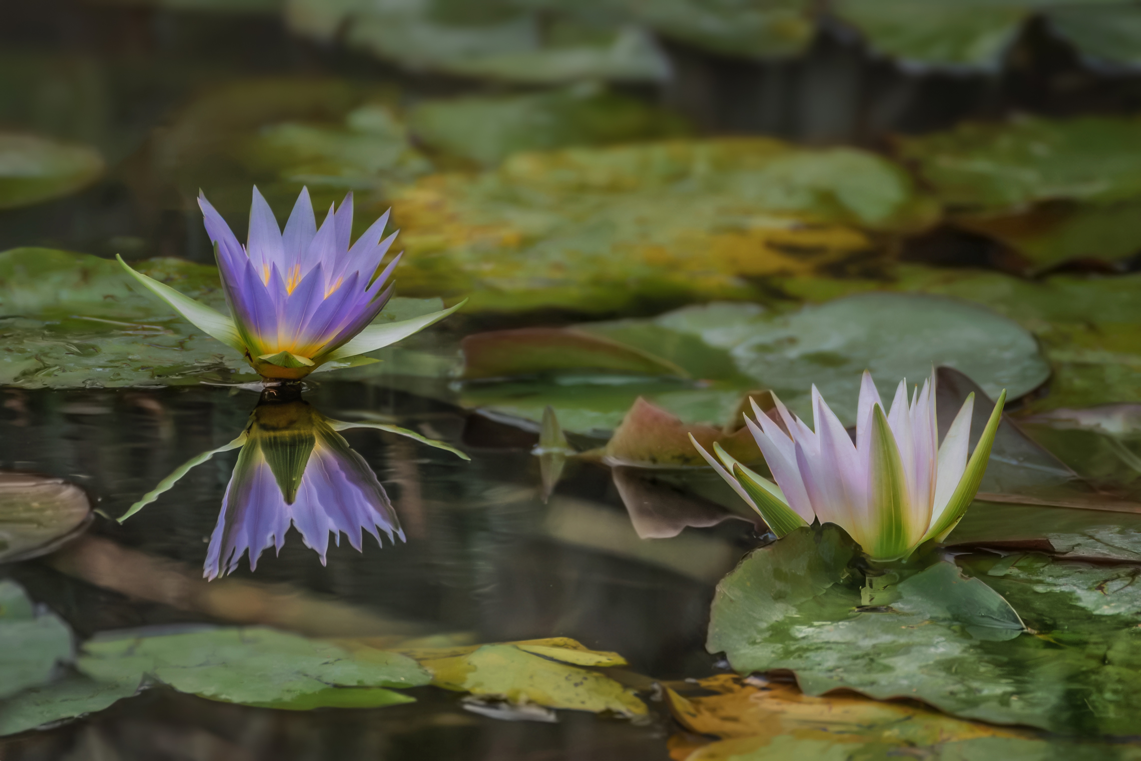 Про кувшинки