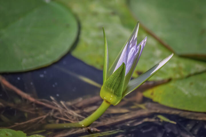 Про кувшинки