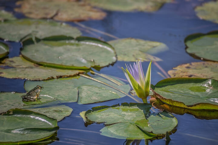 Про кувшинки