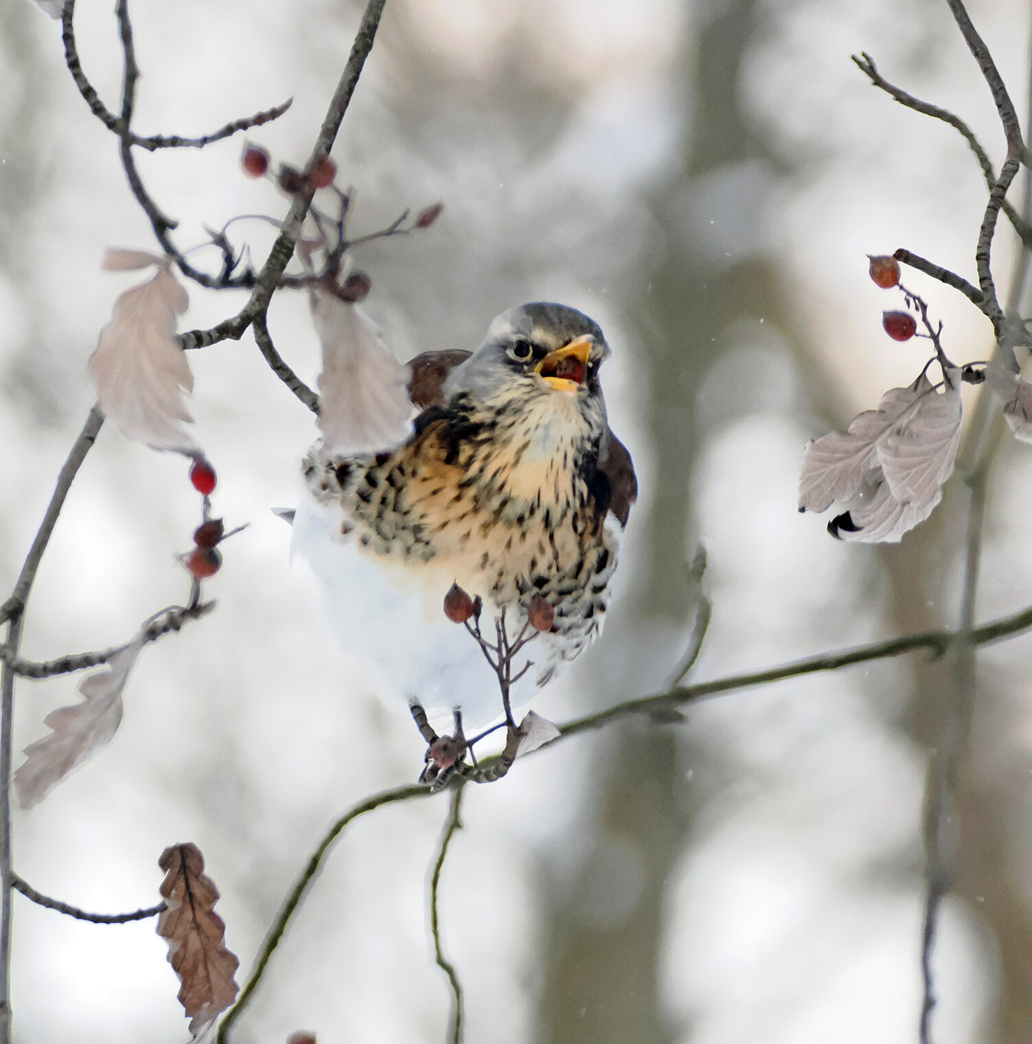 Дрозд-рябинник.