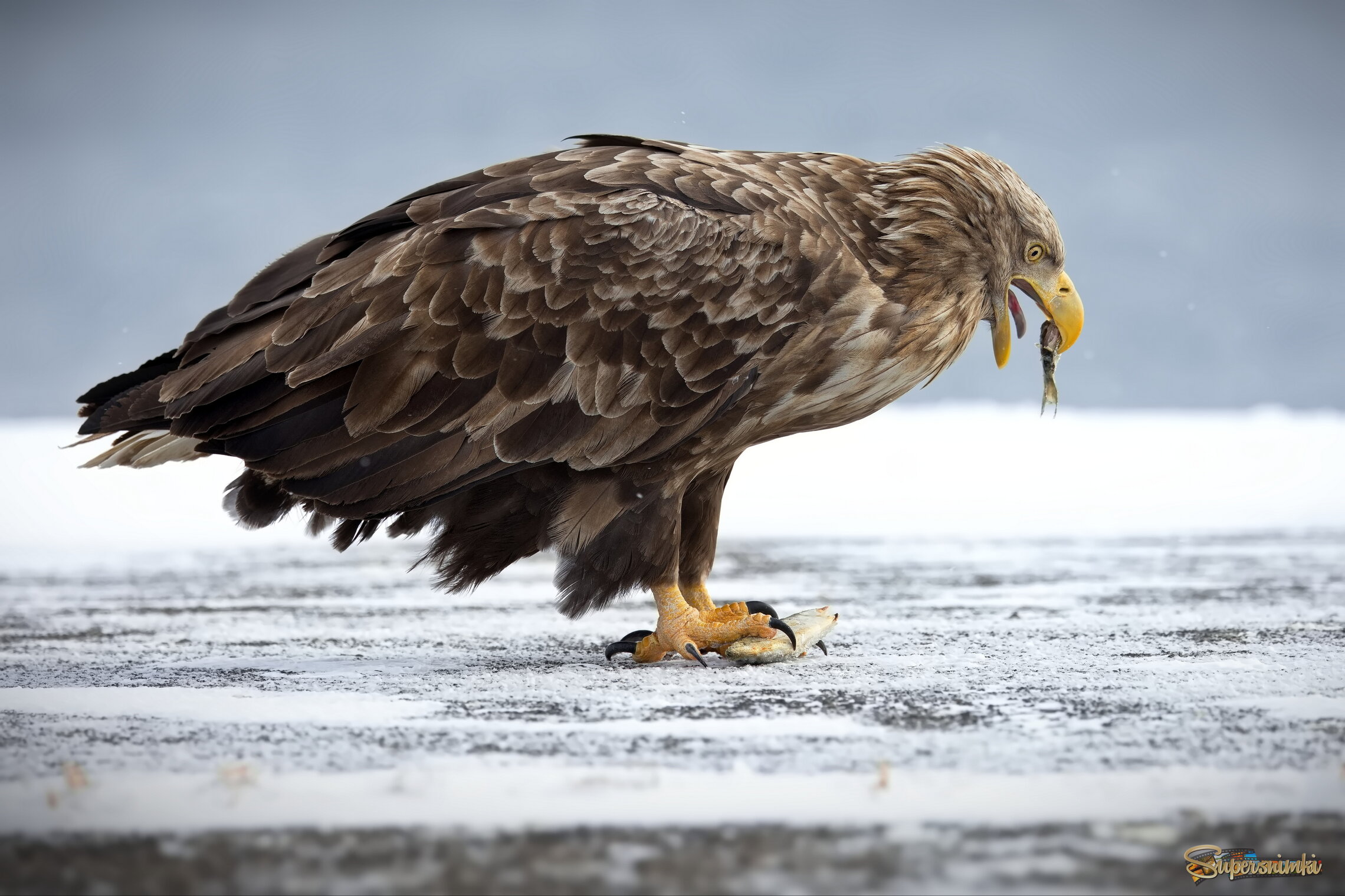 Чревоугодие