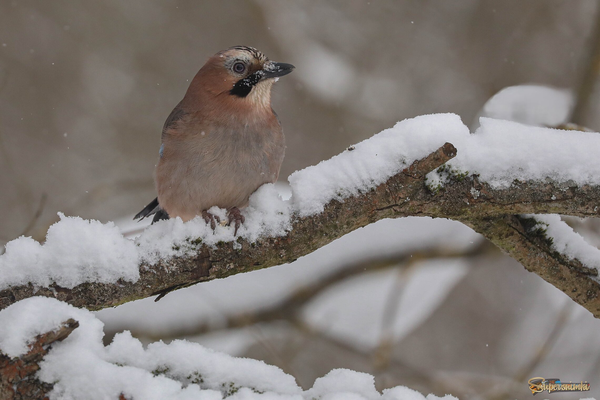 Снег повсюду