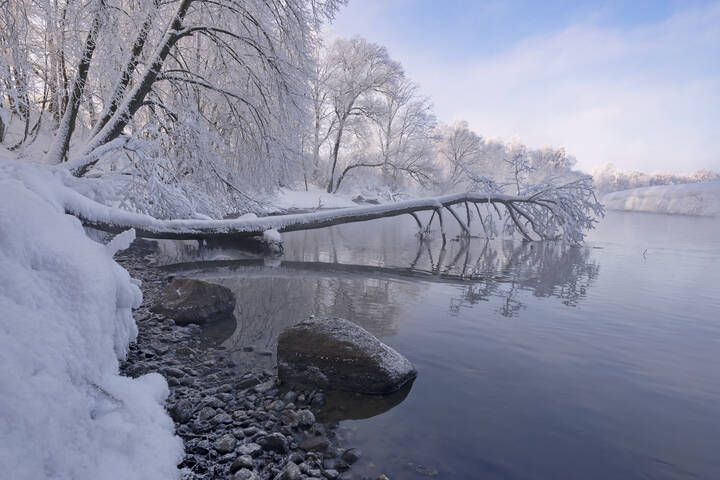 Зимняя свислочь