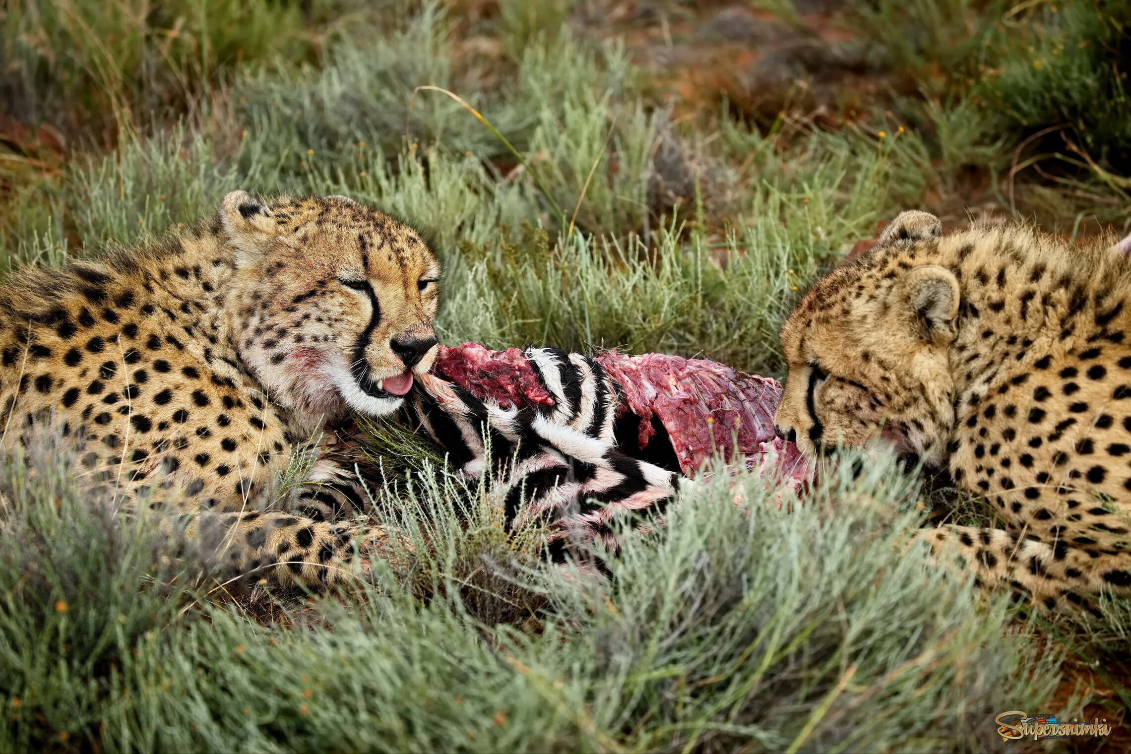 Перетягивание
