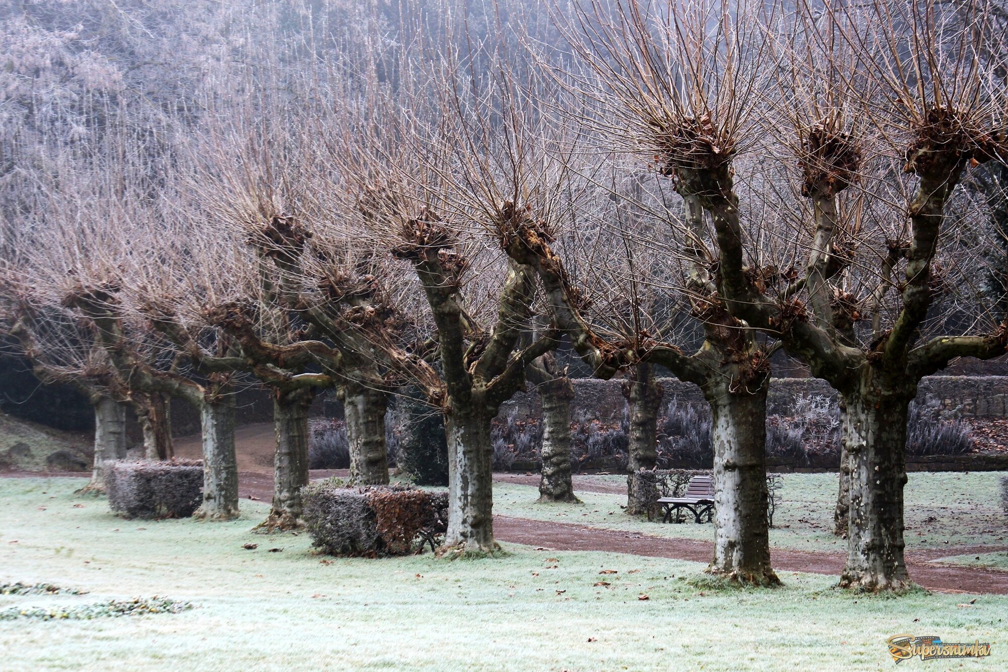 	 Платановая аллея