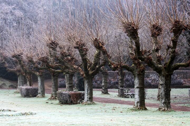 	 Платановая аллея