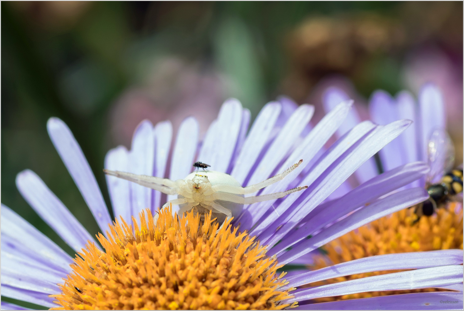 На цветах...