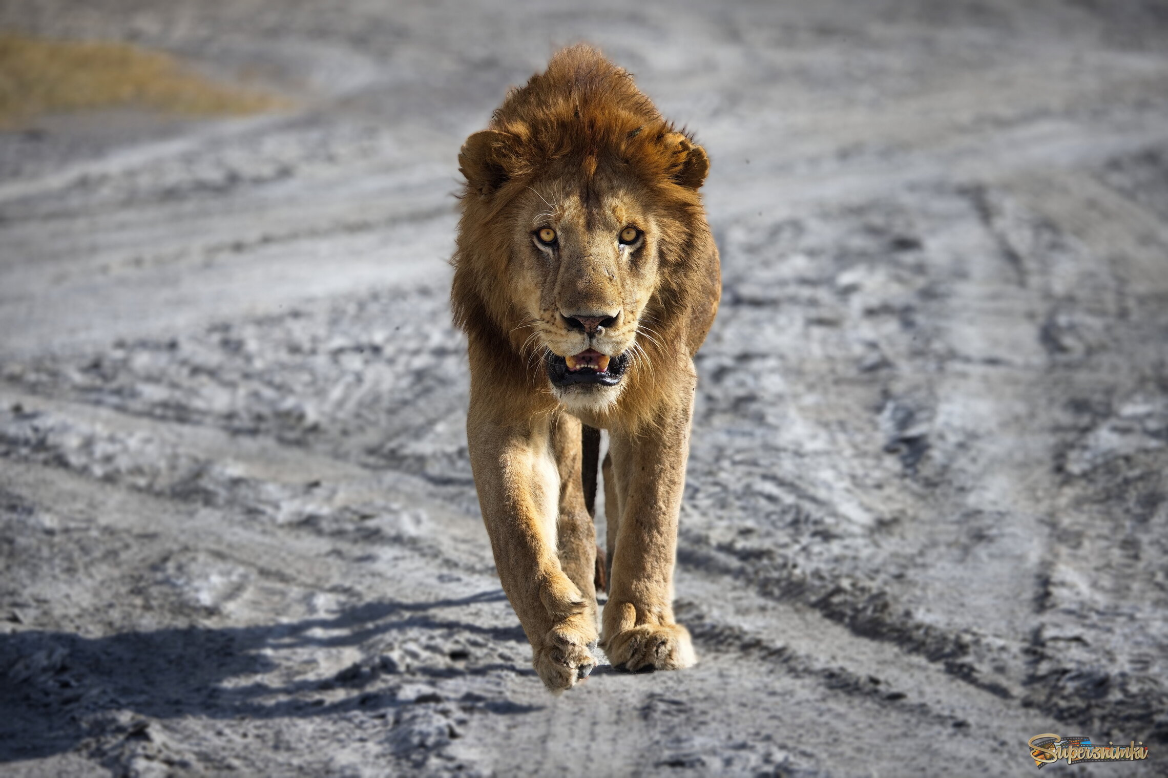 Самоуверенный