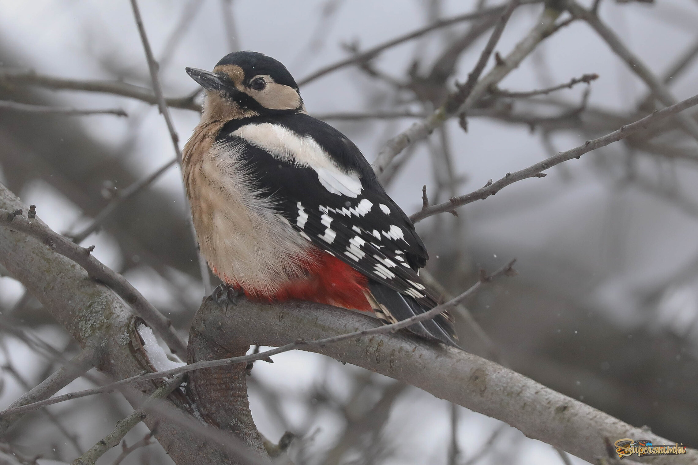 Холод собачий!