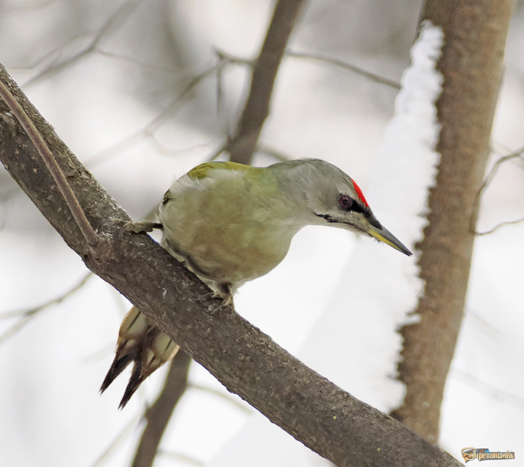 Седой дятел, самец.