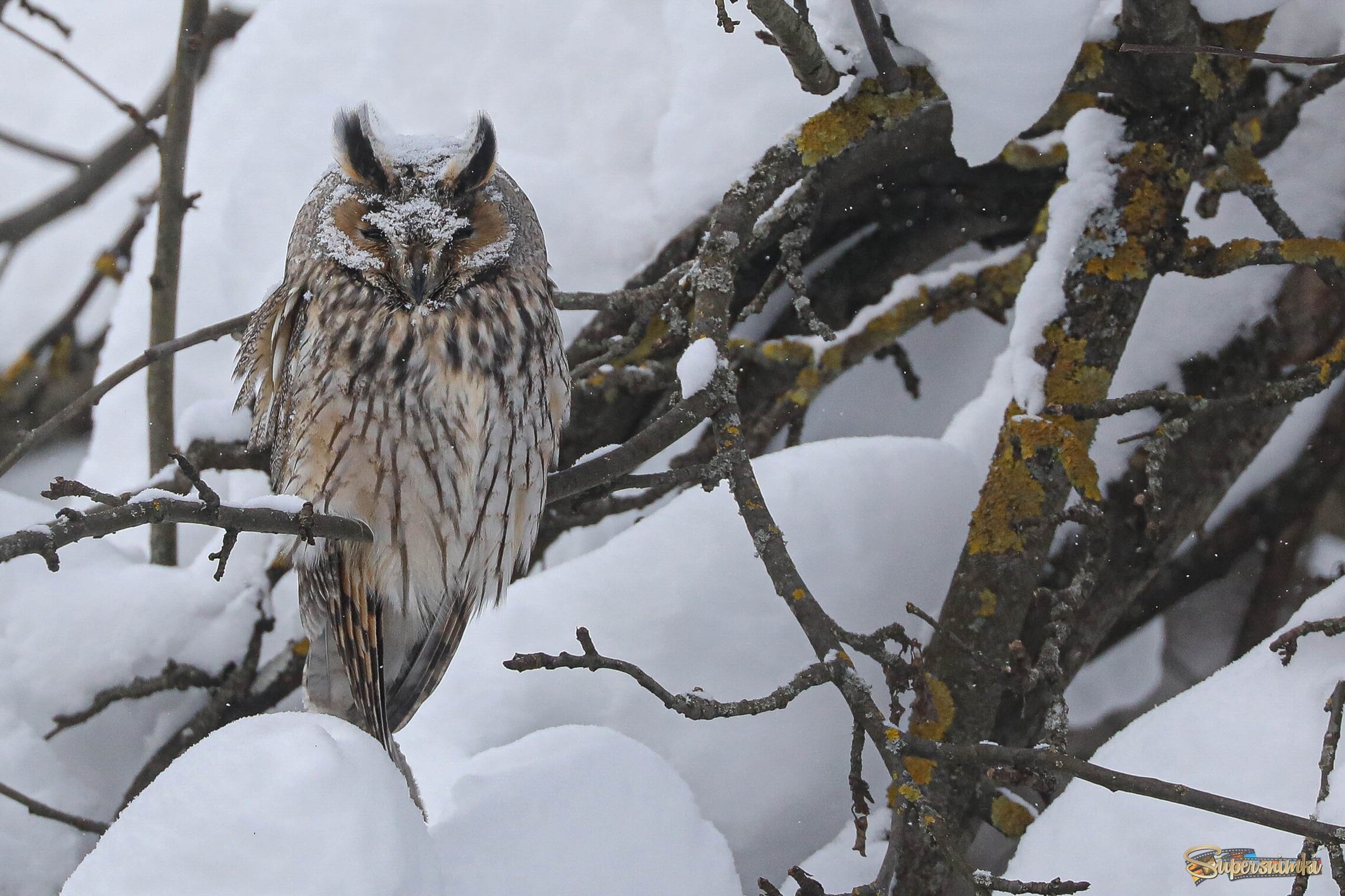 Найди сову!