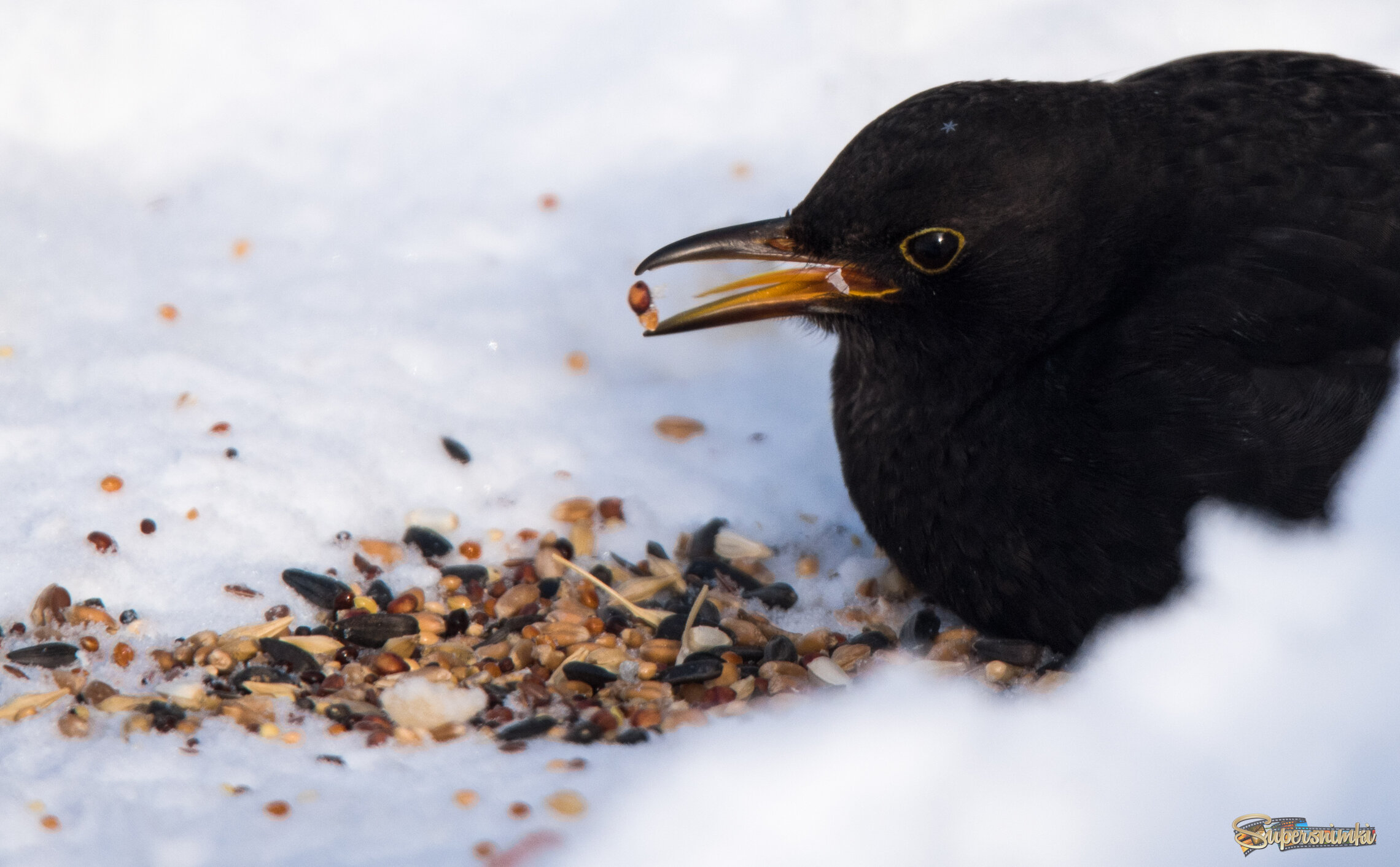 Черный дрозд