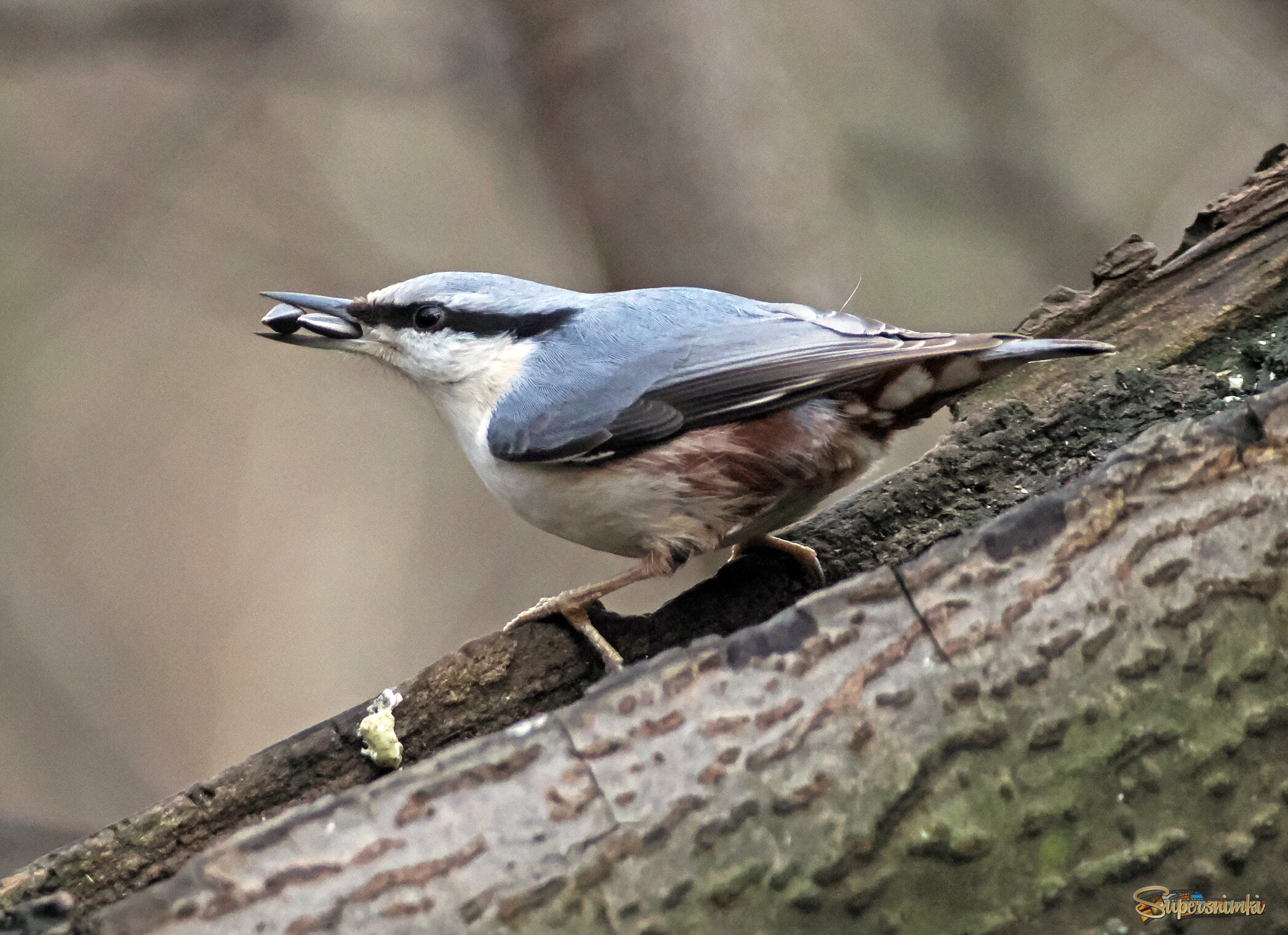Обыкновенный поползень.