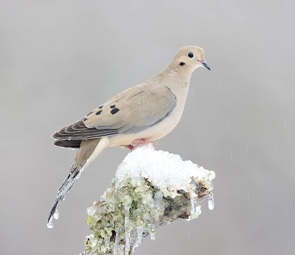 Mourning dove -Плачущая Горлица 