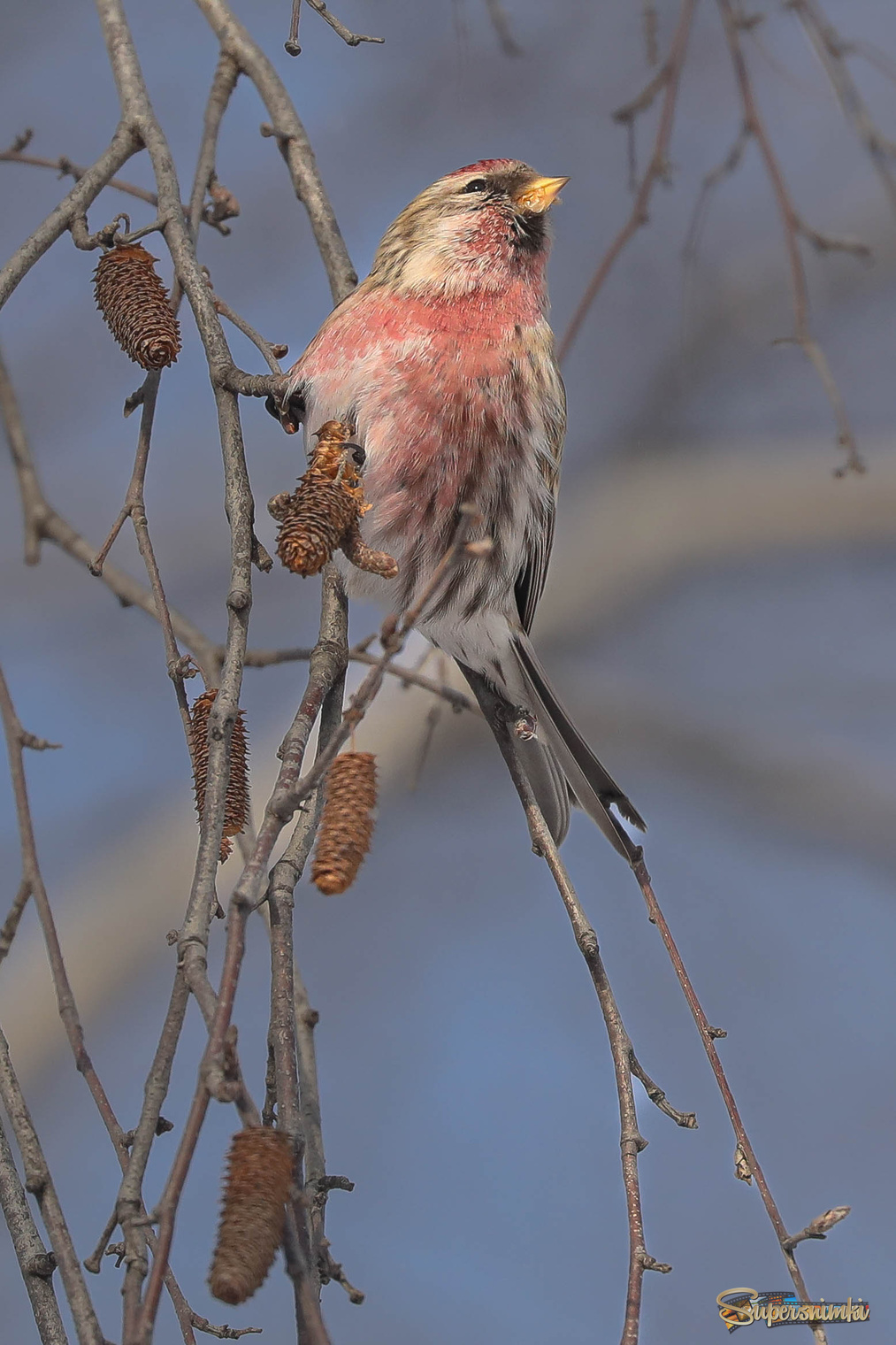 На березовых сережках
