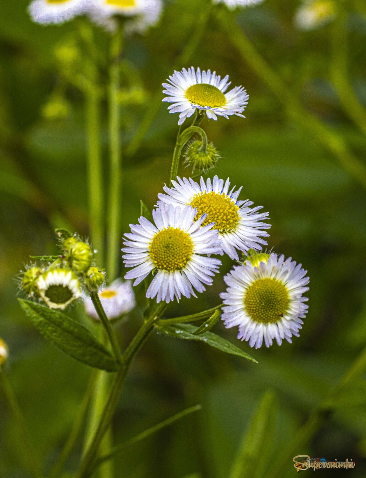 Весна не за горами 1