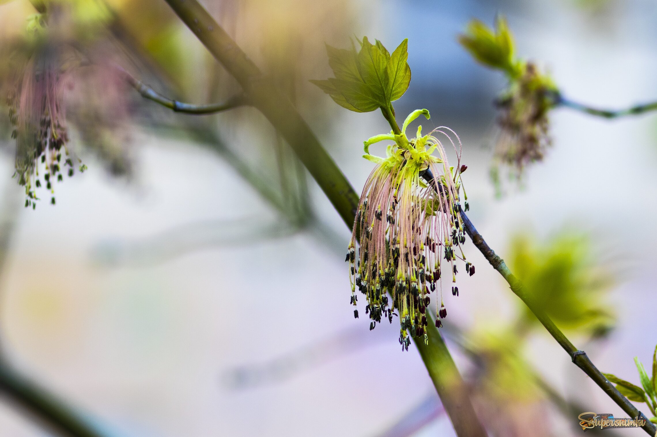 Весна не за горами 2