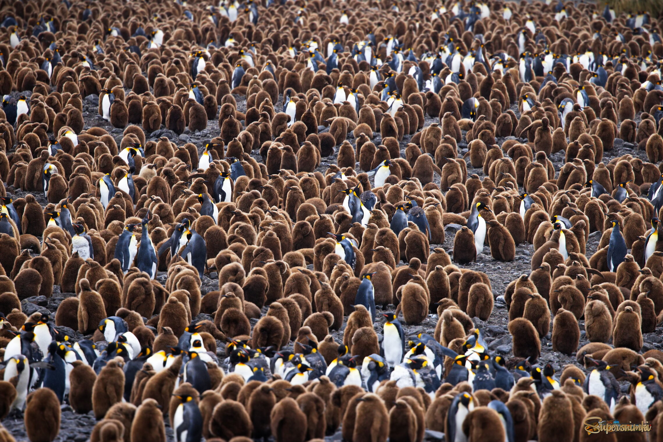 Детишки и их воспитатели