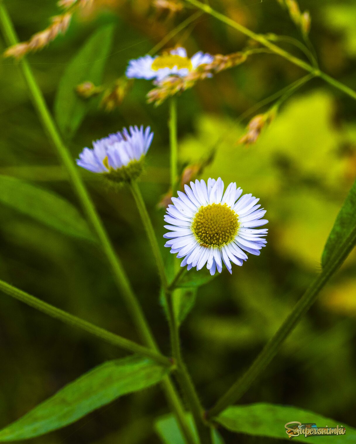 Весна не за горами 3