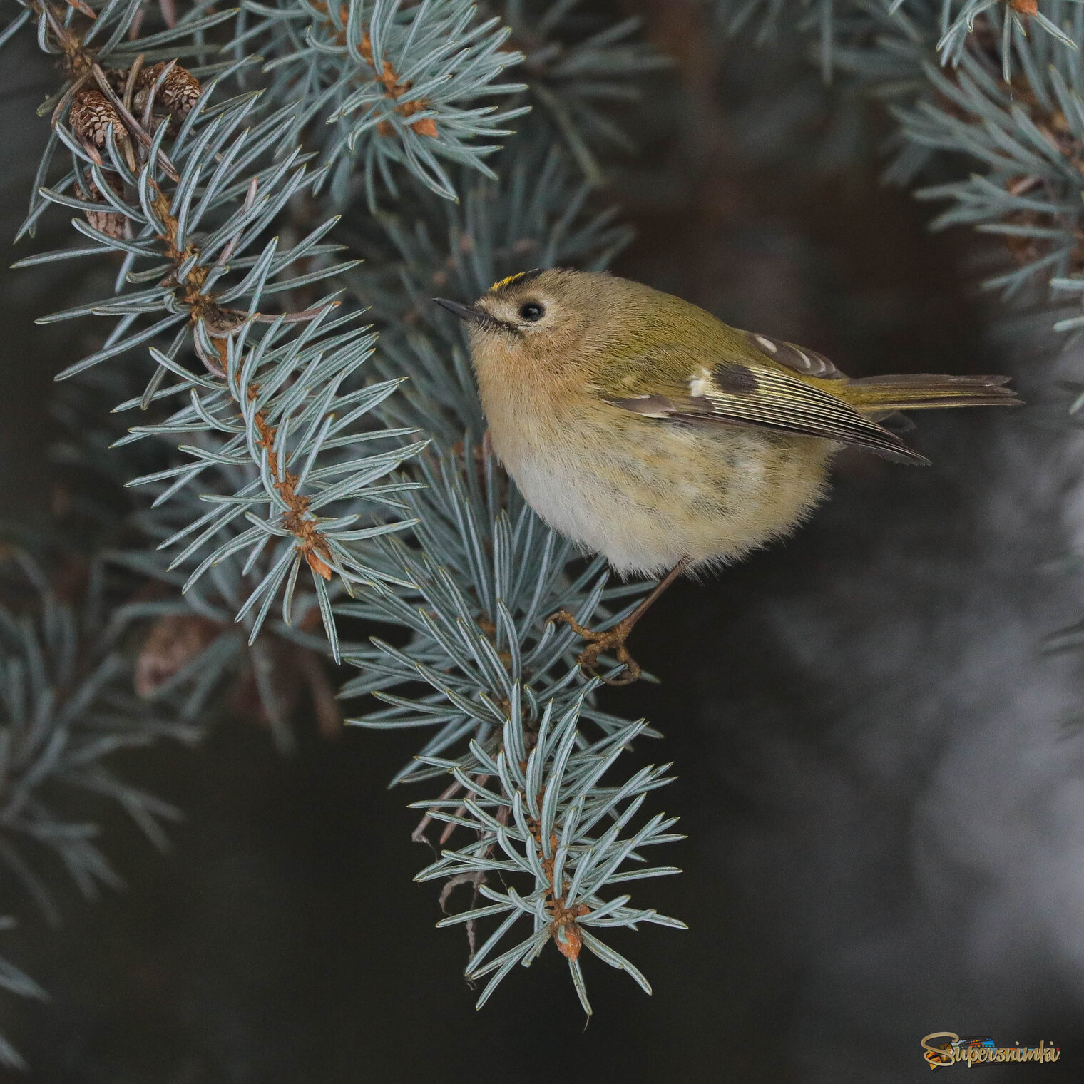 На голубой ели