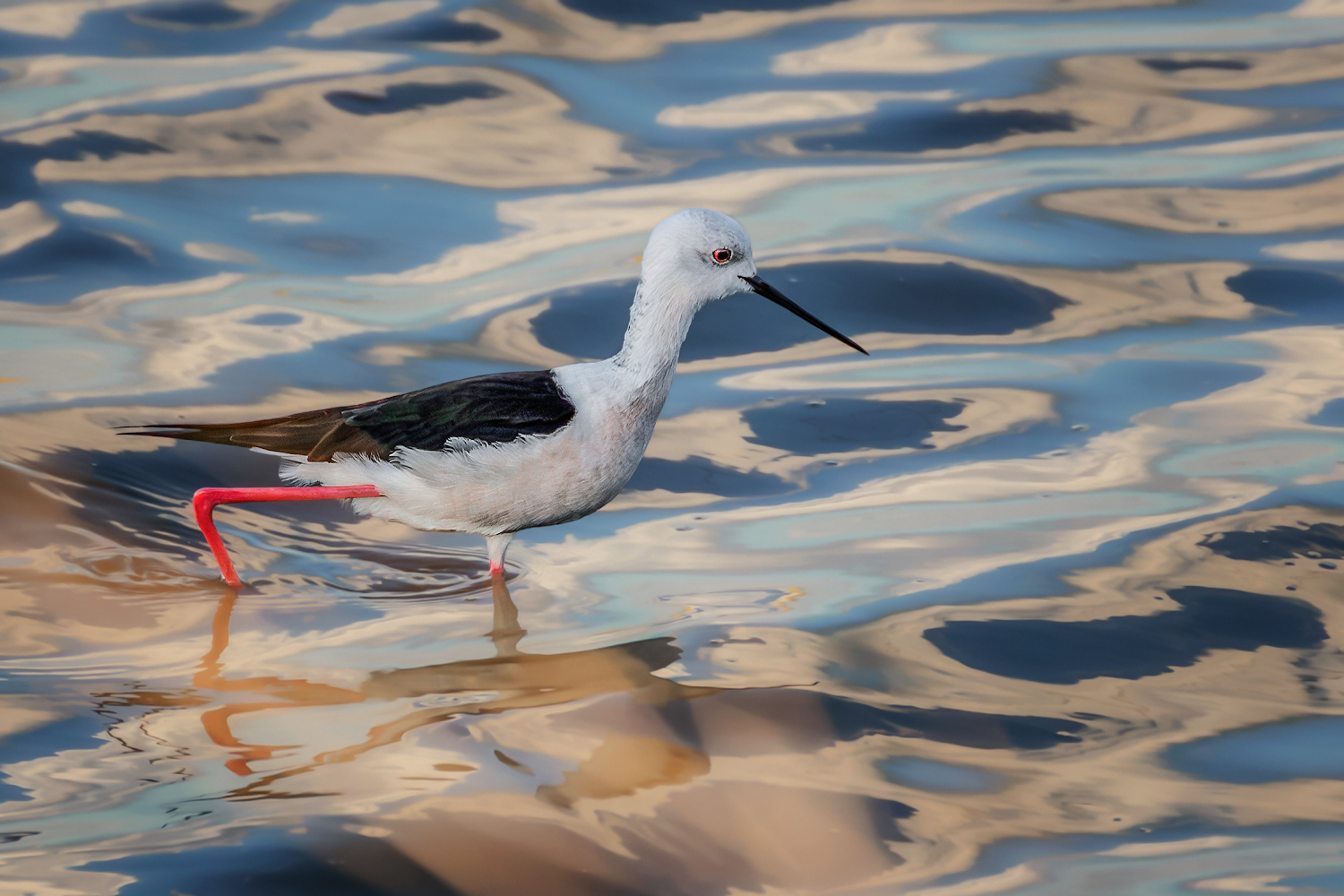 Вечер, вода и птица