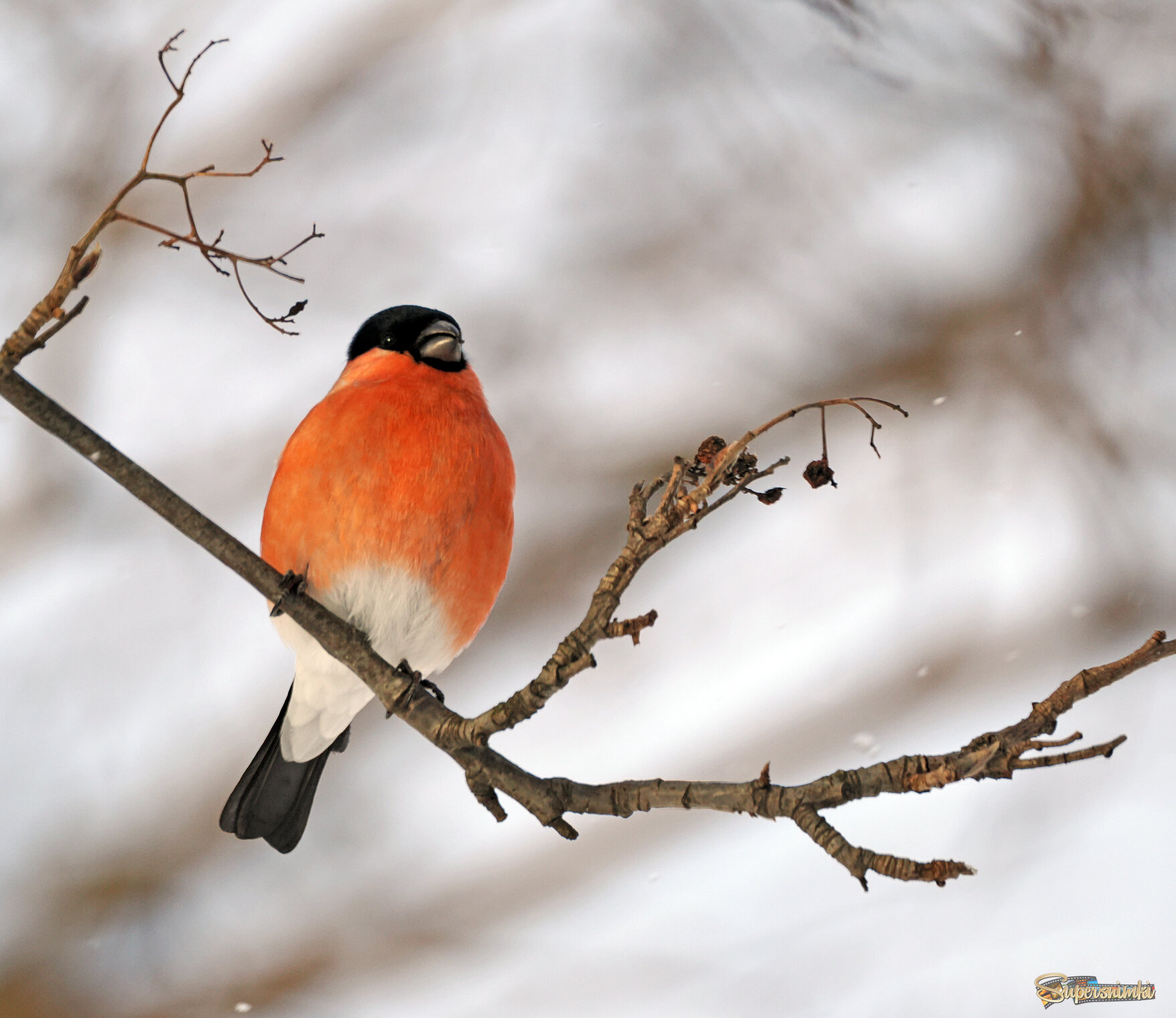 Обыкновенный снегирь, самец.