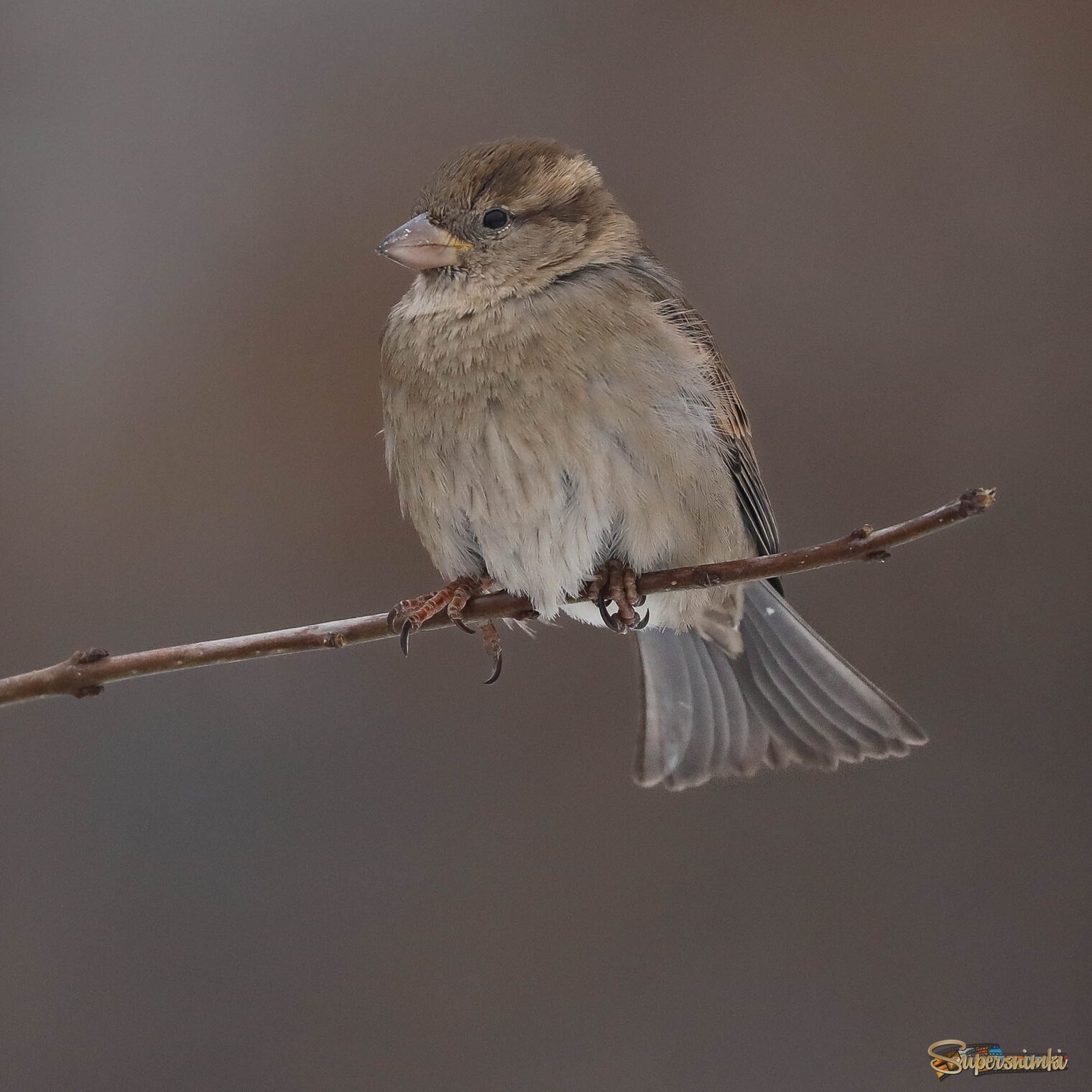 Я на веточке сижу... 