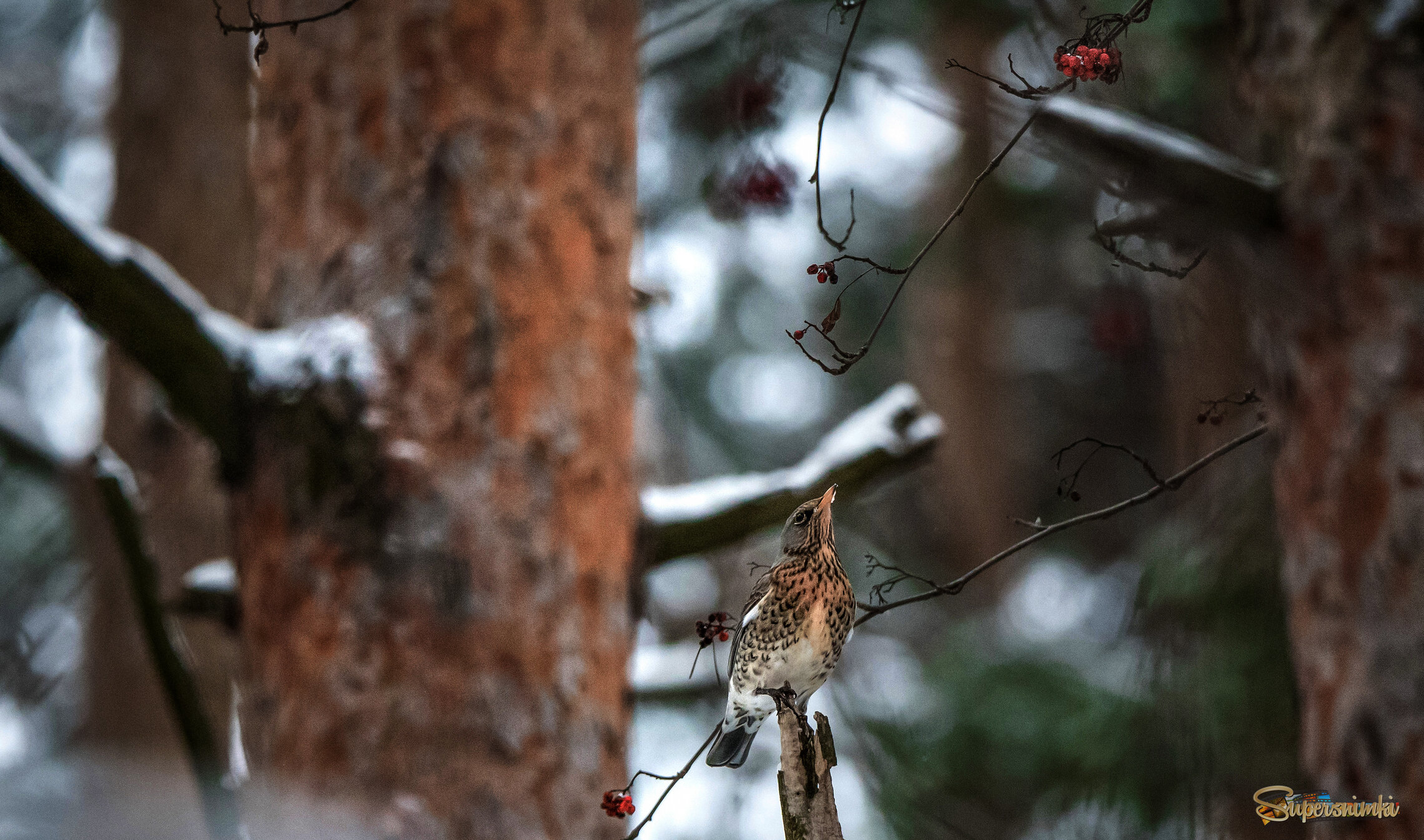 Последние ягоды рябины...
