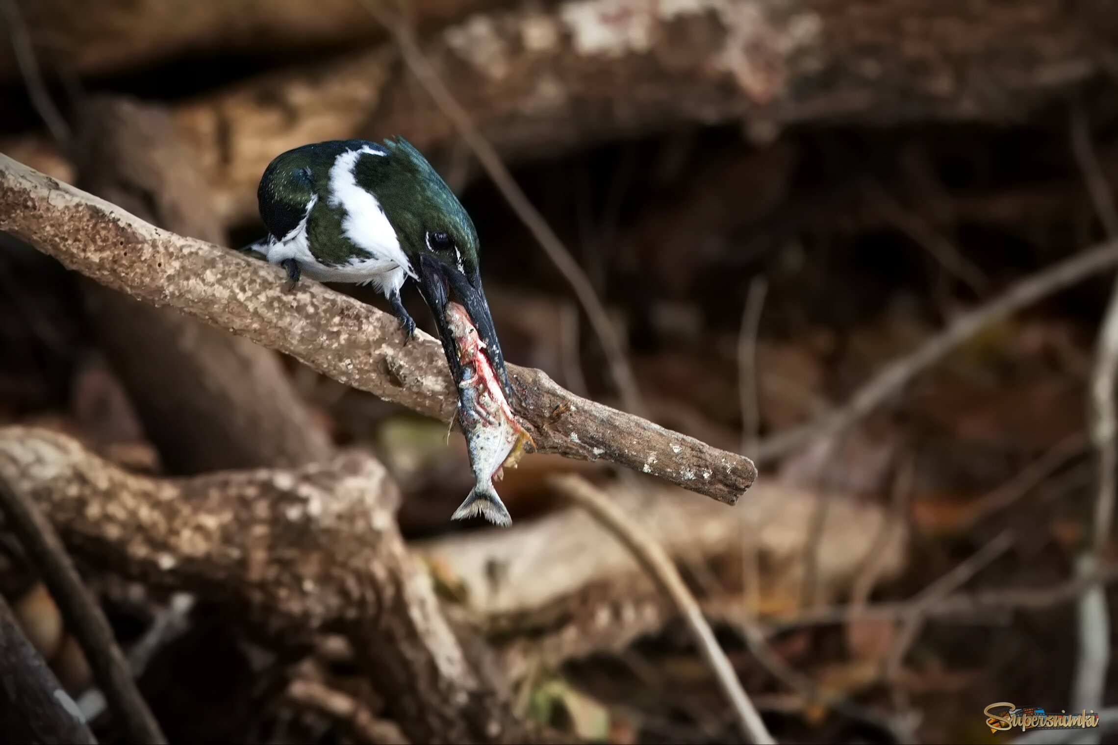 Рыбный полдник