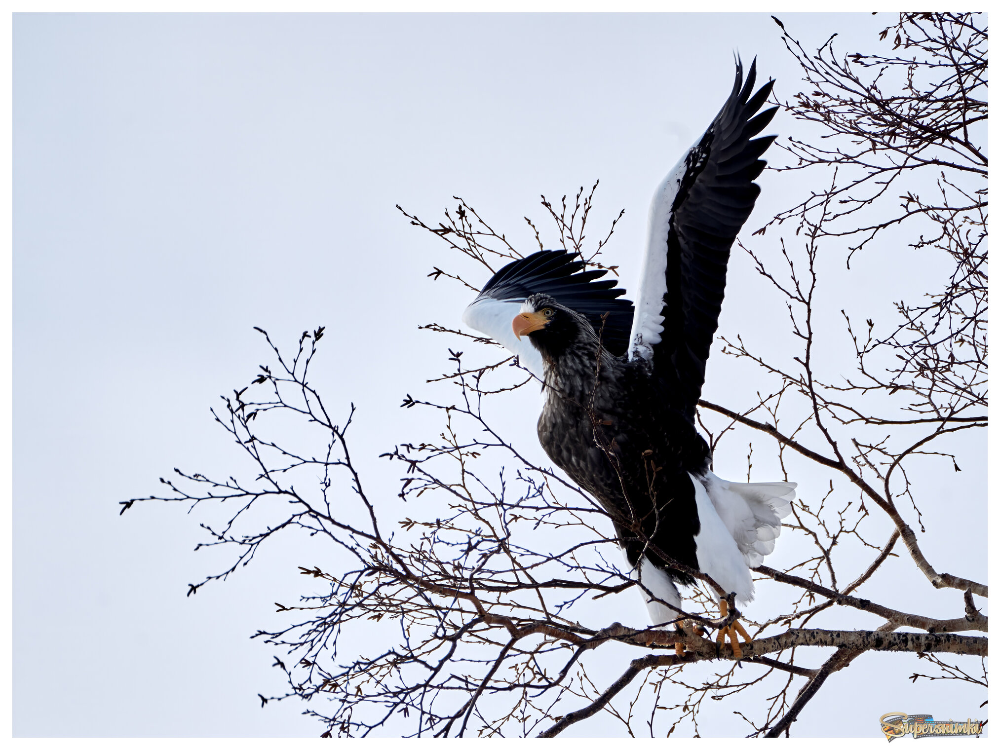 Белоплечий орлан