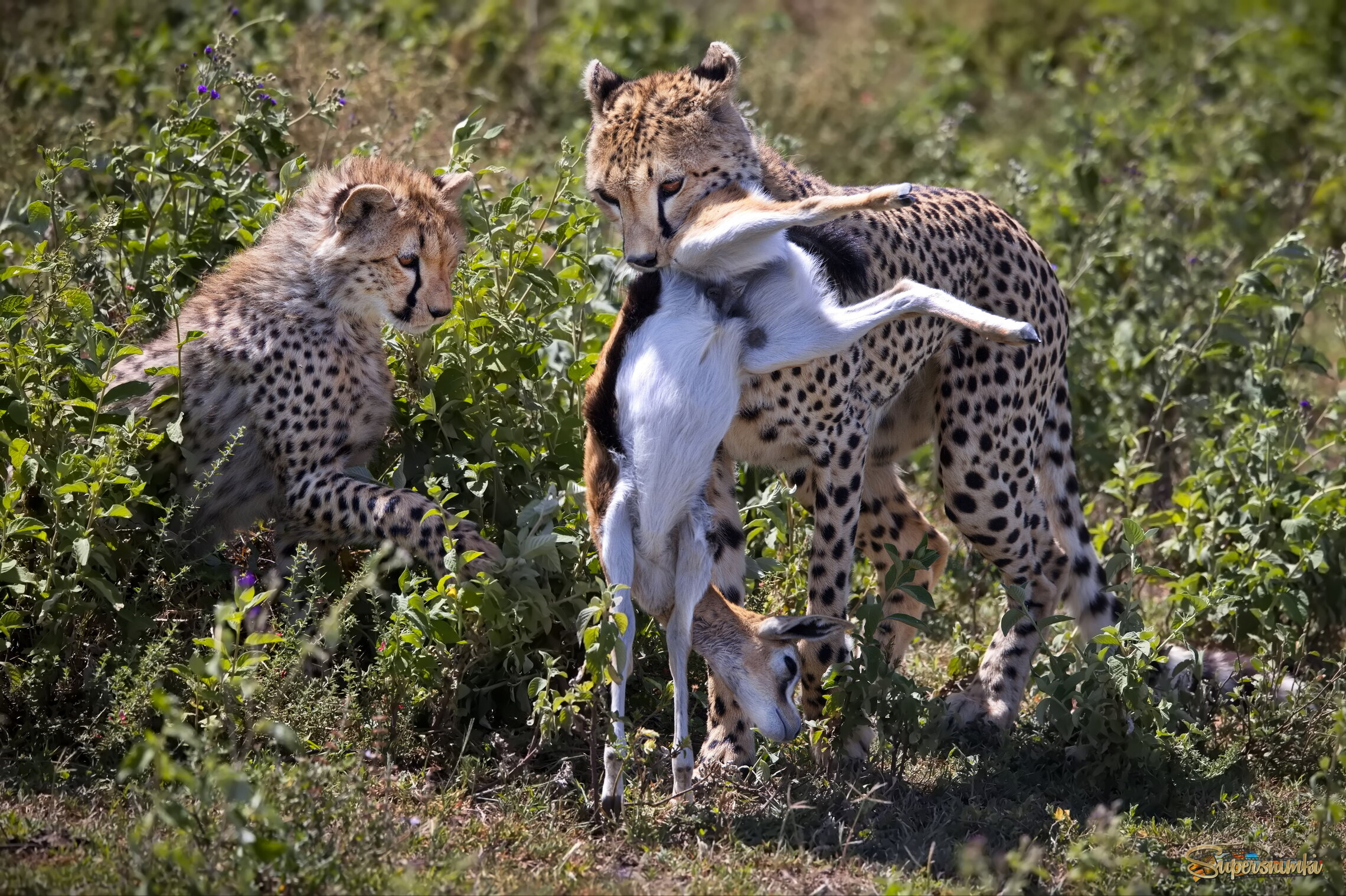 Как делить будем?