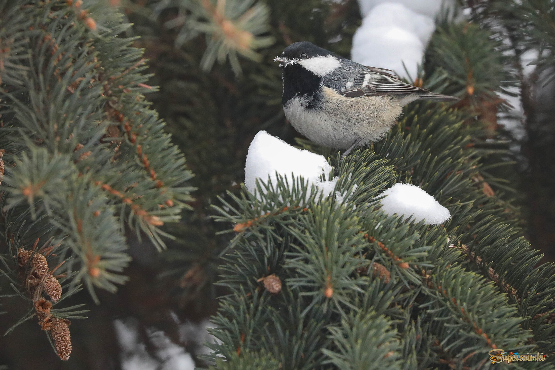 Снег и шишки