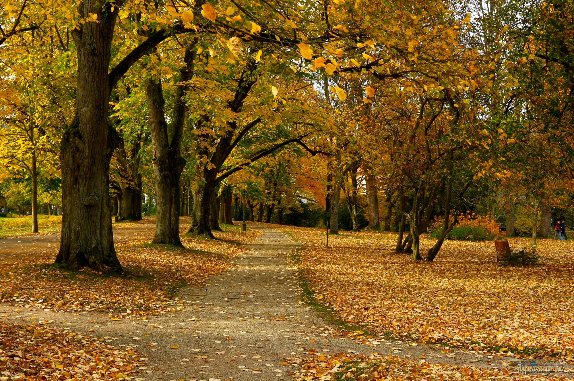 Осенние дорожки