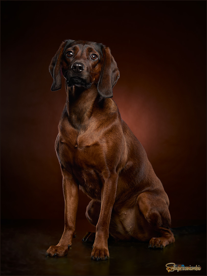 Баварская горная гончая