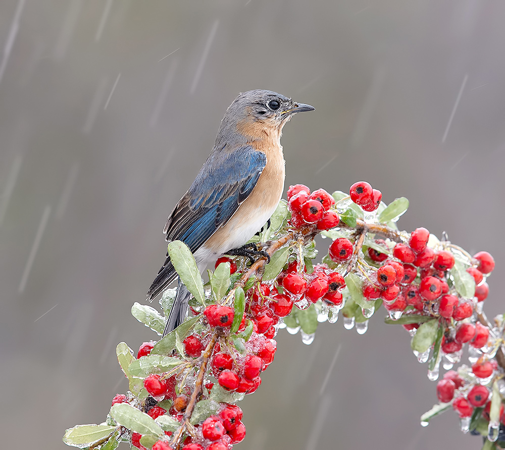 Восточной сиалии cамка на ягодах в Ледяной Дождь -Female. Eastern Bluebird