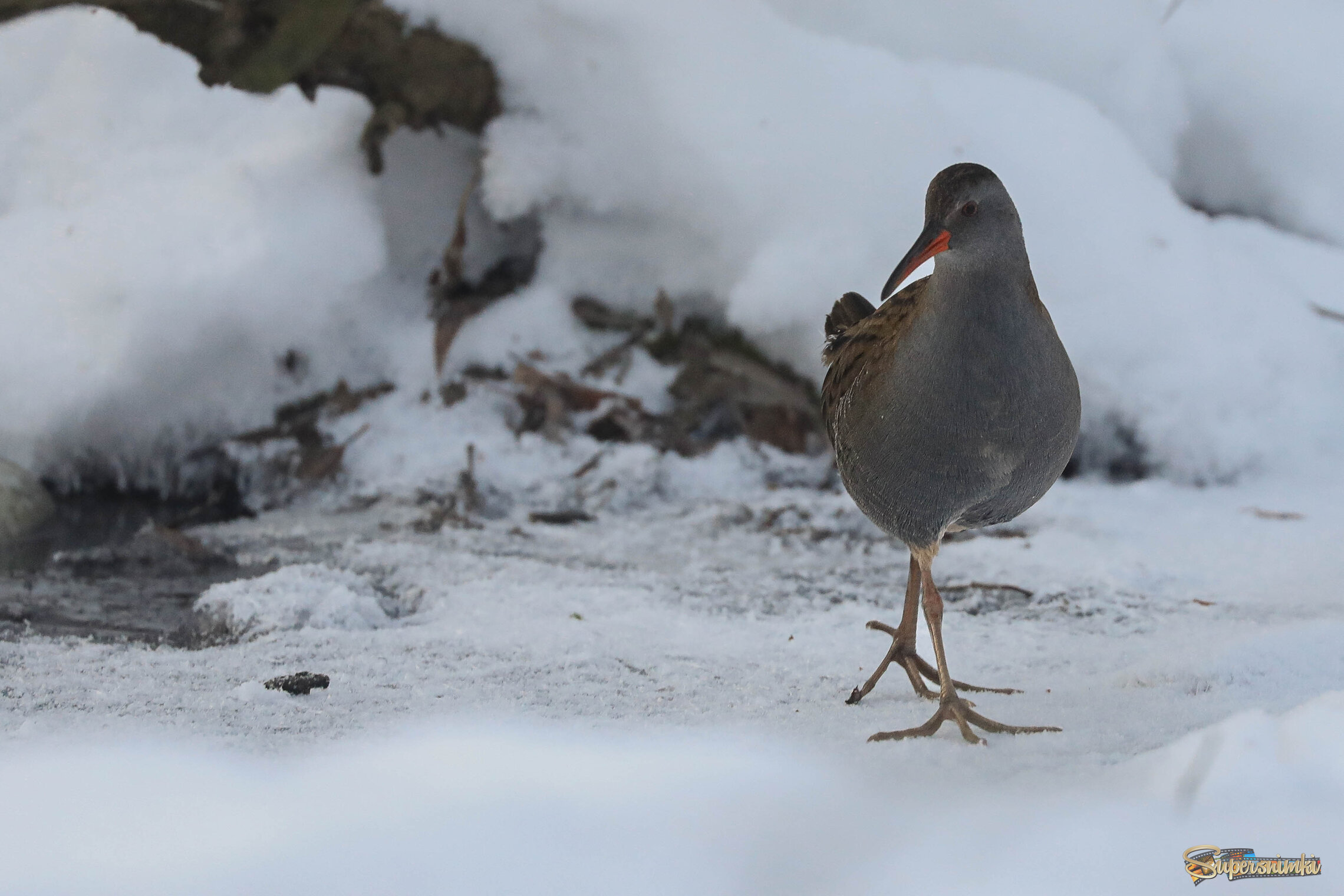 Сколько грации!