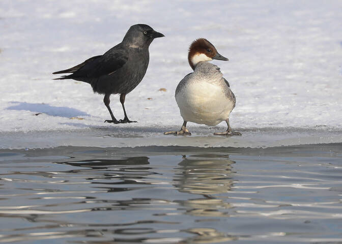 Странная парочка