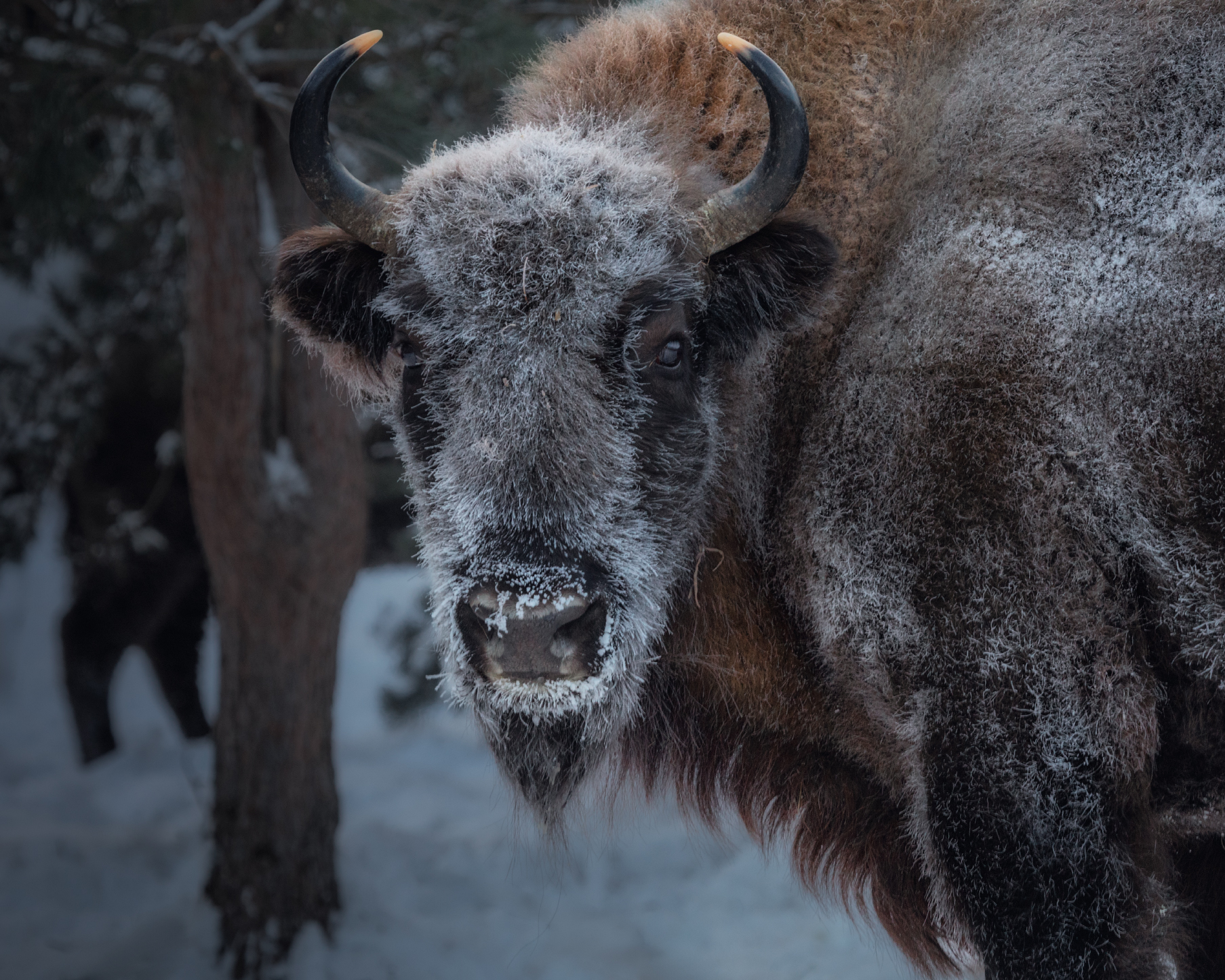 Смотри в глаза