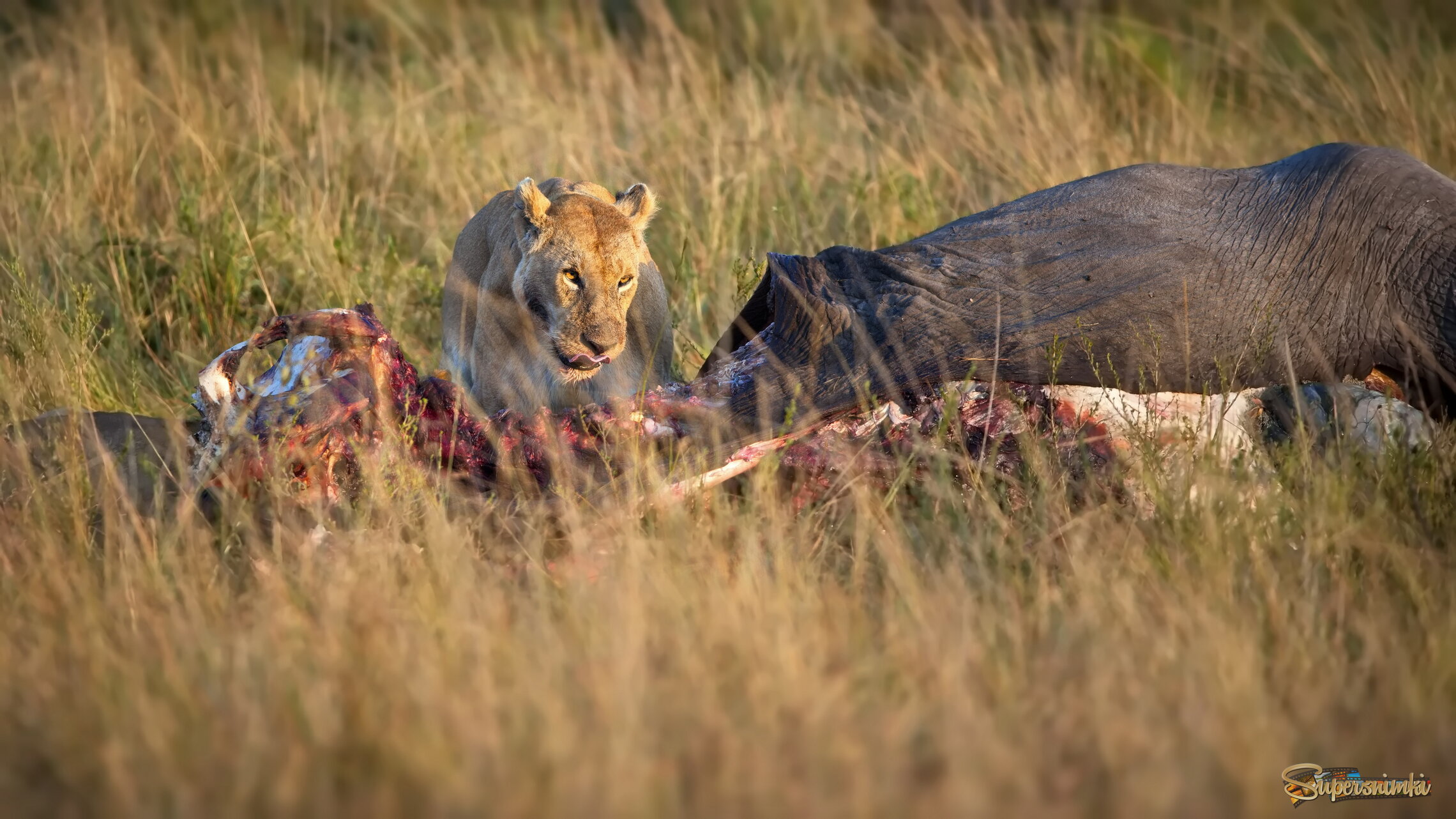 Пикник в саванне