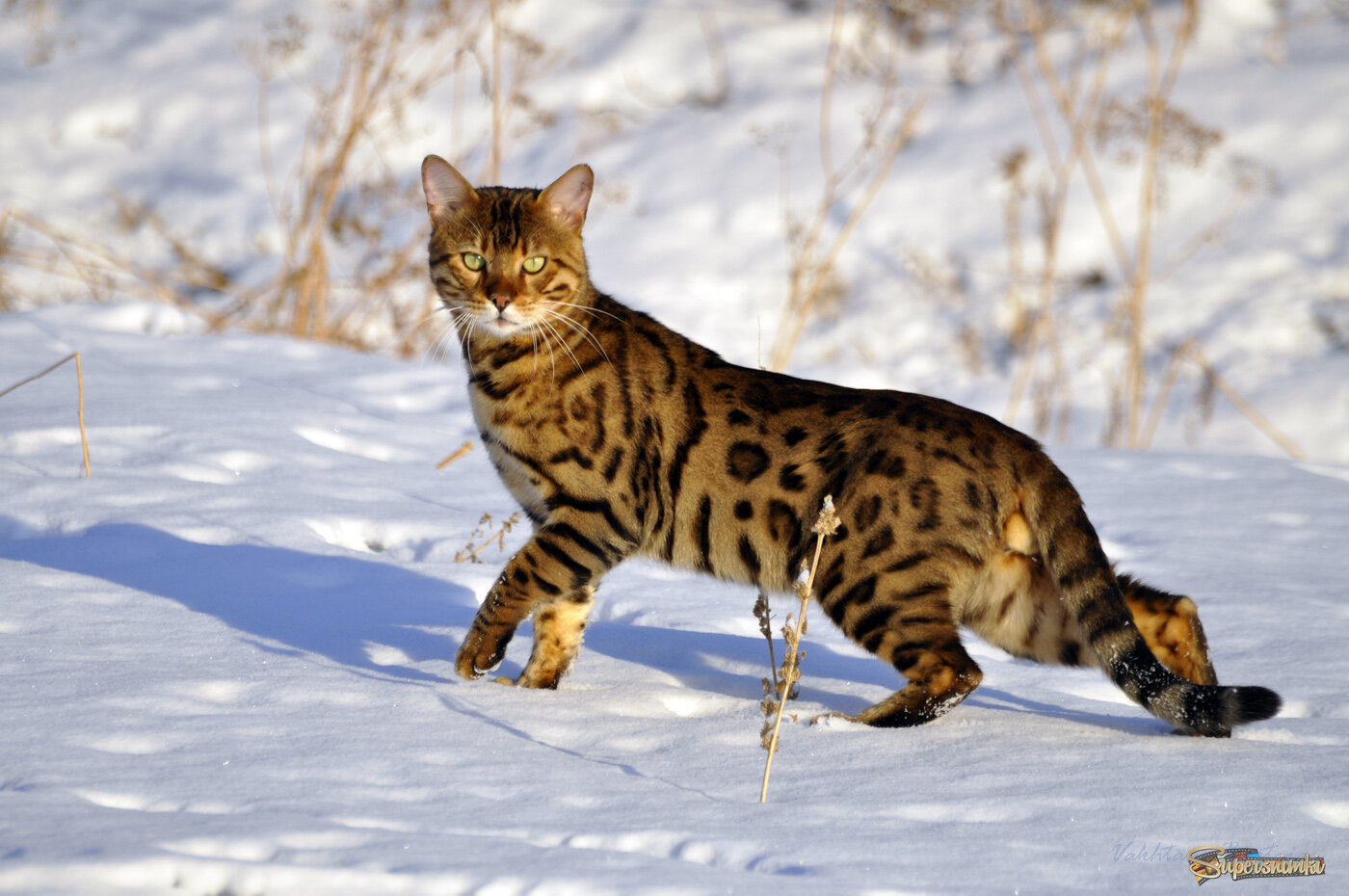 Портрет местного хищника