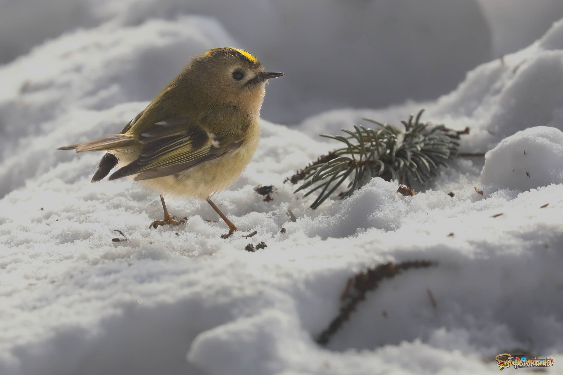В солнечном свете