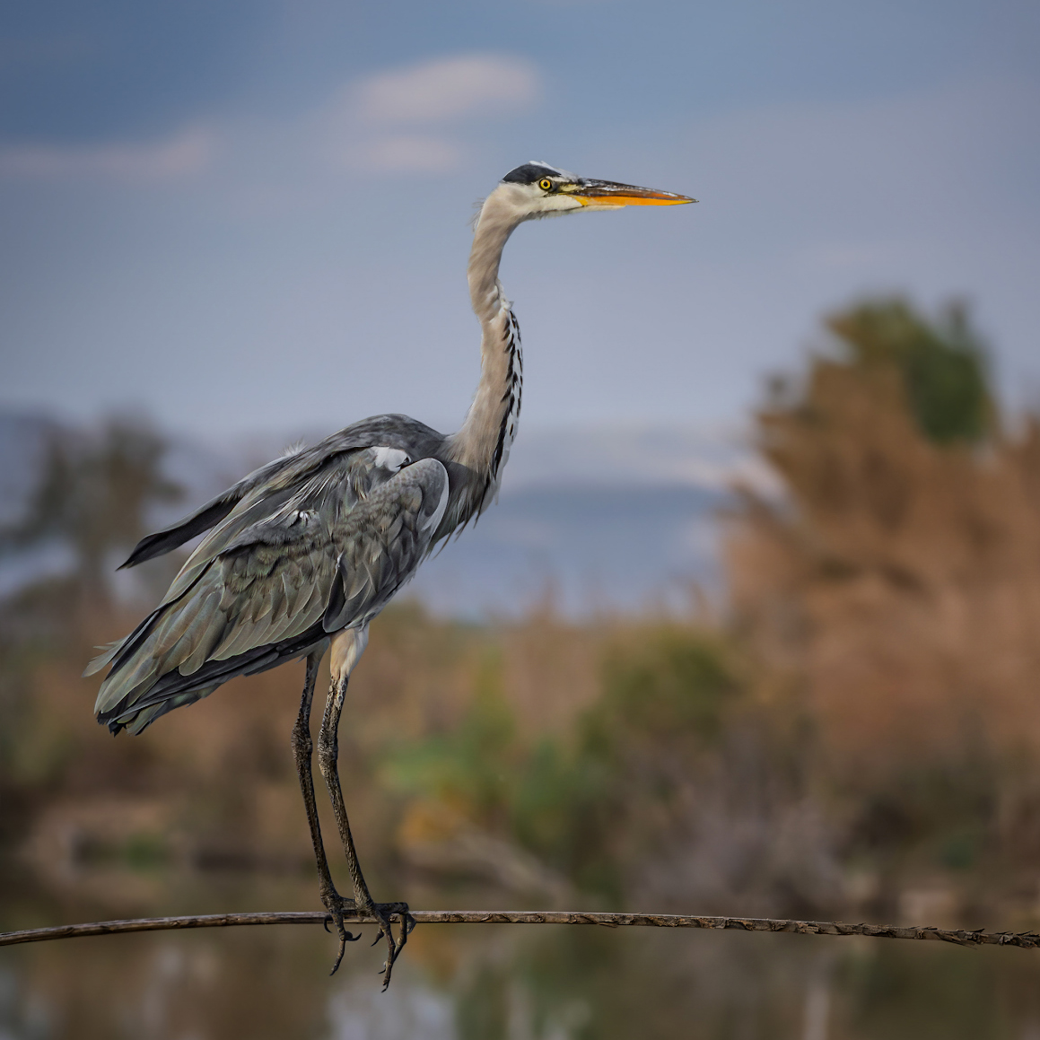 Серая цапля