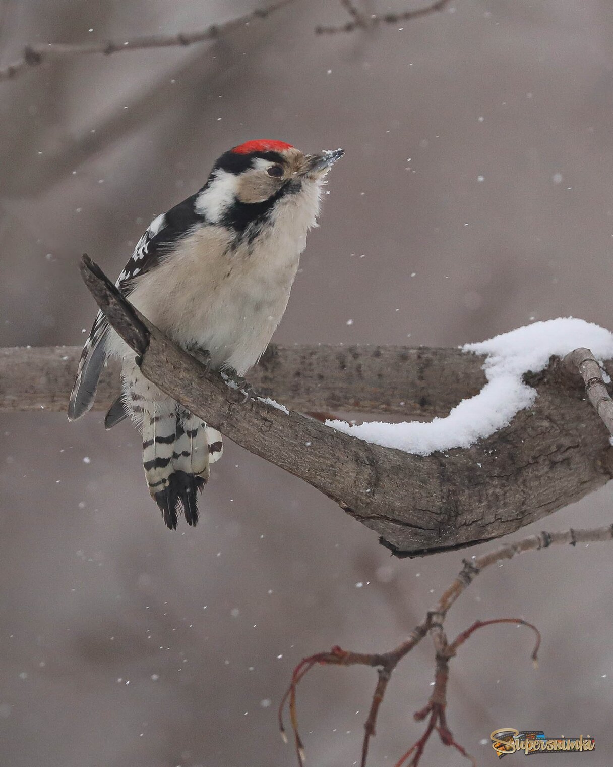 Падал снег ...